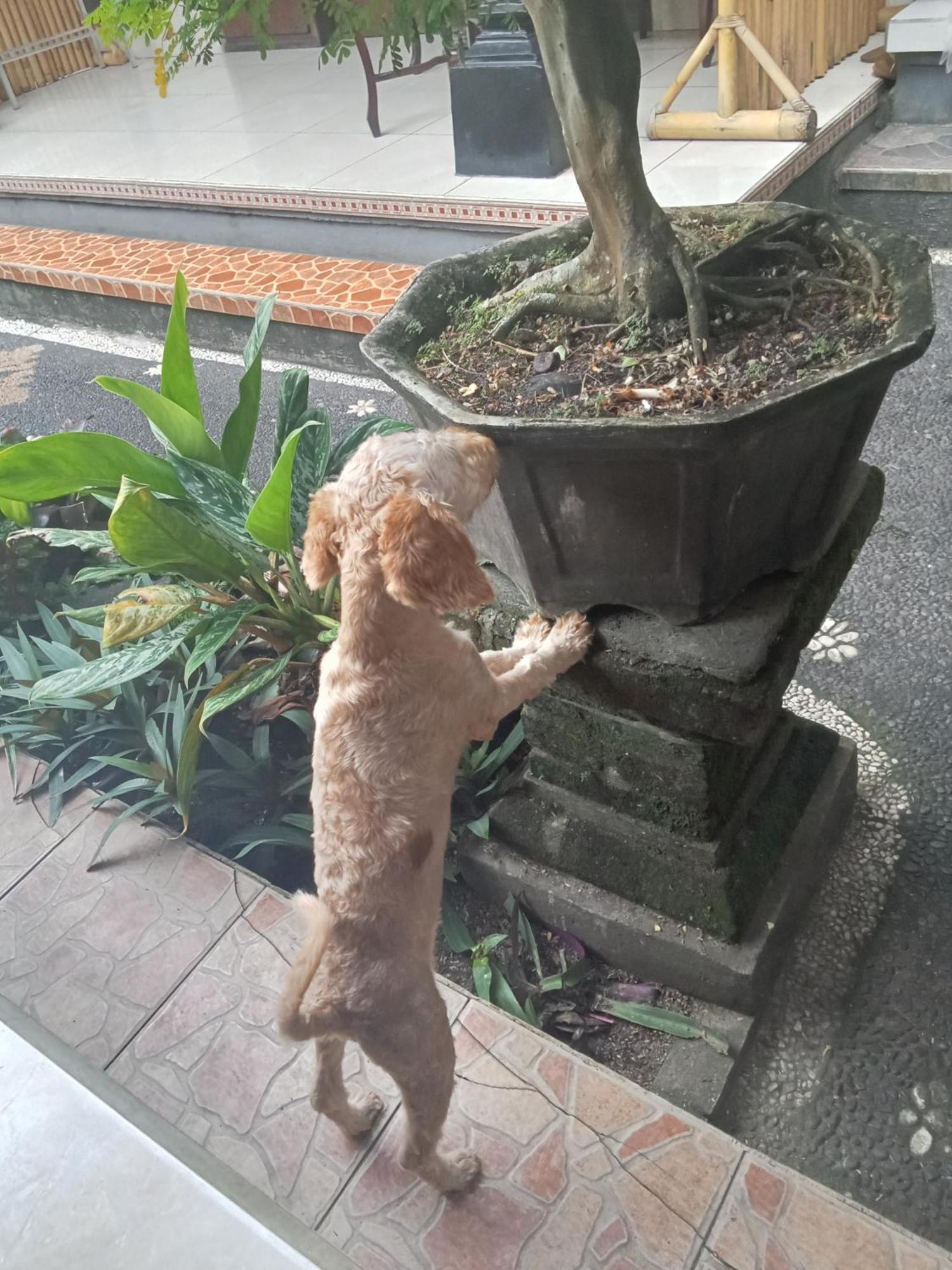 Dewi Antara Homestay Ubud  Bilik gambar
